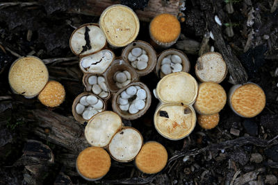 Close-up of different age bird's nest fungus mushrooms - crucibulum sp.