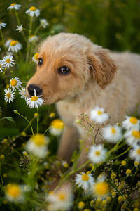 Cute retriever puppy sitting in daisy field looking at the camera