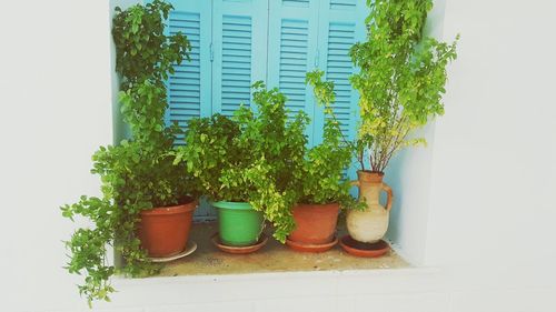 Plants growing on window sill