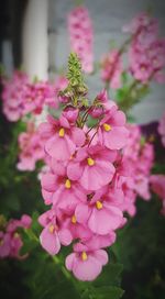 Close-up of pink flowers blooming outdoors