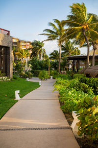 Footpath amidst palm trees against sky