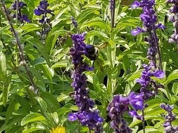 Close-up of purple flowering plants