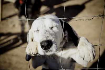 Close-up portrait of dog by fence