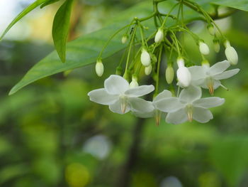 Close-up of white flowers