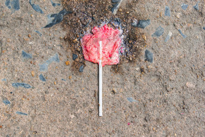 High angle view of pink petals on road