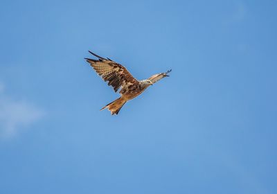 Low angle view of red kite flying against clear blue sky