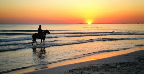 Silhouette dog on beach against sky during sunset