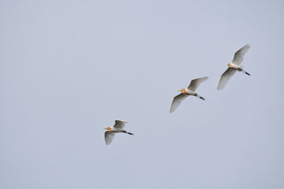 Low angle view of seagulls flying