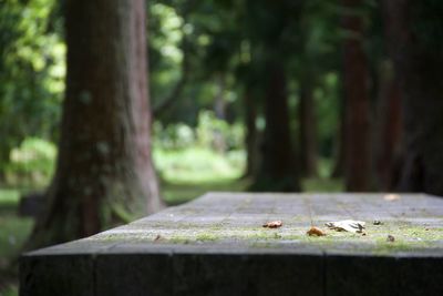 Close-up of dry leaves on table in park