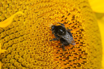 Black and yellow striped bee polinating sunflowers close up low level view