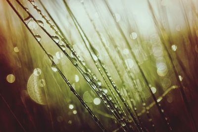 Close-up of water drops on leaf