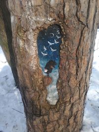 Close-up of tree trunk during winter