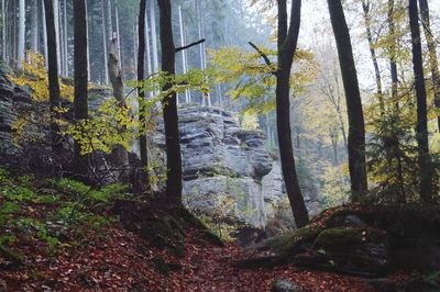 Trees in forest