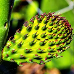 Close up of plant