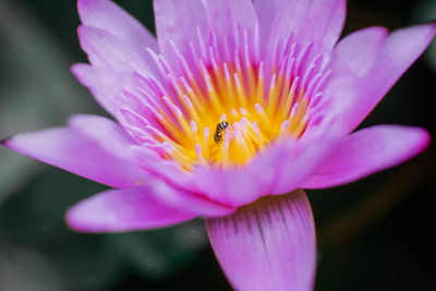 Close-up of insect on pink flower