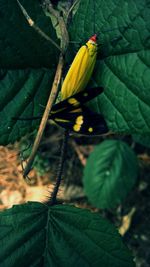 Close-up of butterfly on leaf