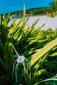 Close-up of white flowering plant on field