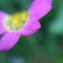 Close-up of water drops on pink flower