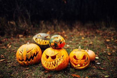 Various pumpkins on field during autumn