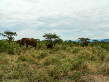 Elephant on field against sky