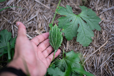 Close-up of hand holding leaves