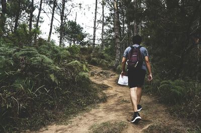 Rear view of man walking on footpath amidst trees in forest