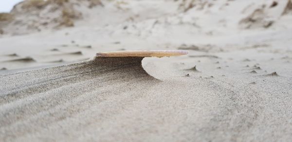 Close-up of shell on beach