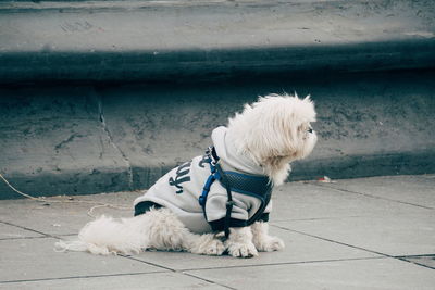 White dog sitting on footpath