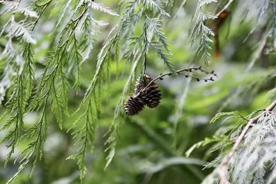 Close-up of pine cone on plant