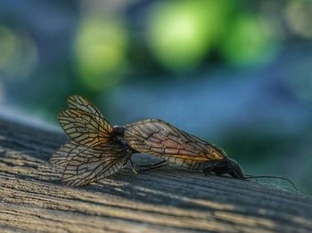 Close-up of insect