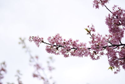 Low angle view of pink flowers on branch