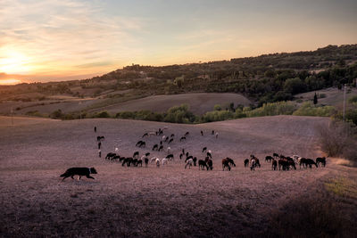 Flock of sheep grazing on field against sky at sunset