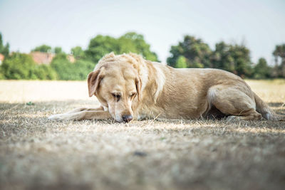 Close-up of a dog resting