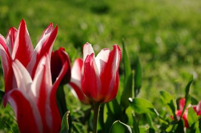 Close-up of red tulips blooming outdoors