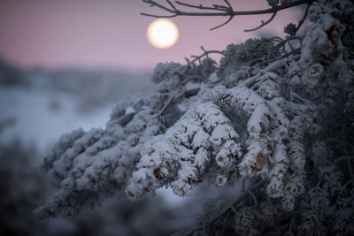 Close-up of snow covered plants against sky during sunset