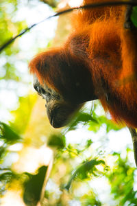 Organgutan on a tree