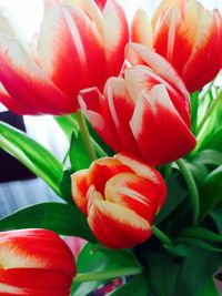 Close-up of red tulips