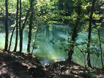 Scenic view of waterfall in forest