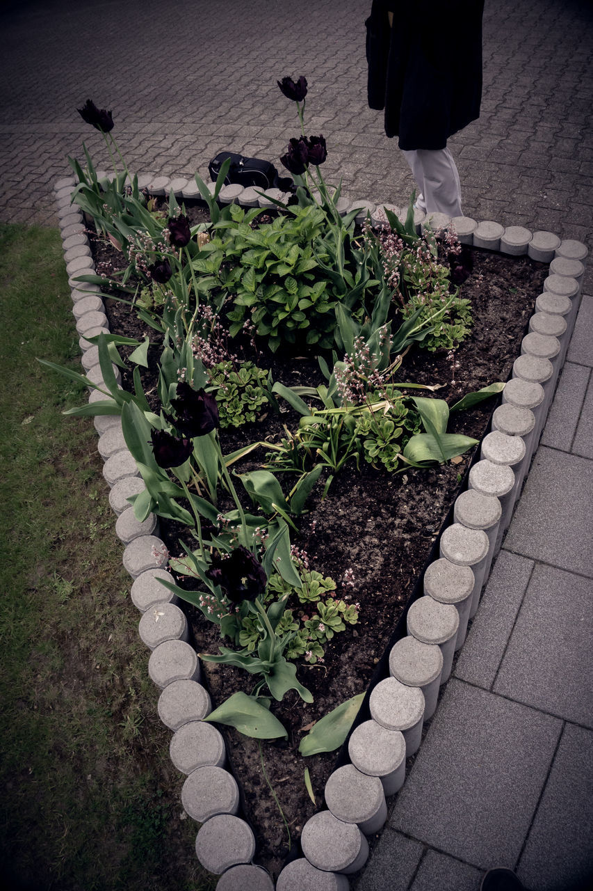 HIGH ANGLE VIEW OF POTTED PLANTS