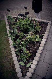 High angle view of potted plants on footpath