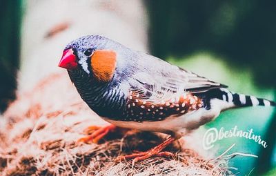 Close-up of a bird