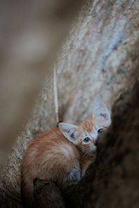 Portrait of a cat looking away