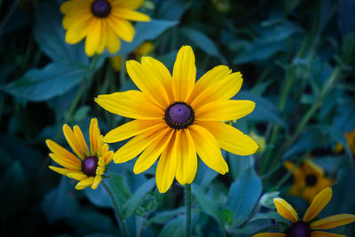 Close-up of yellow flowering plants on field