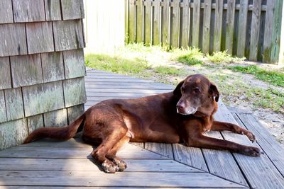 Portrait of dog lying on wood