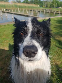 Close-up portrait of dog on grass