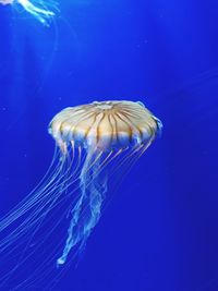 Jellyfish swimming in sea