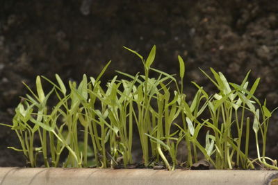 Close-up of plant growing on field