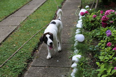 High angle view of dog on footpath