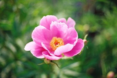 Close-up of pink flower