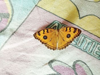 Close-up of yellow butterfly on bed